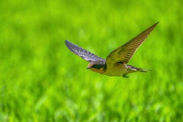グリーンバックに高速で飛ぶツバメ