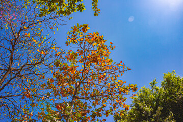 Obraz premium autumn leaves against sky