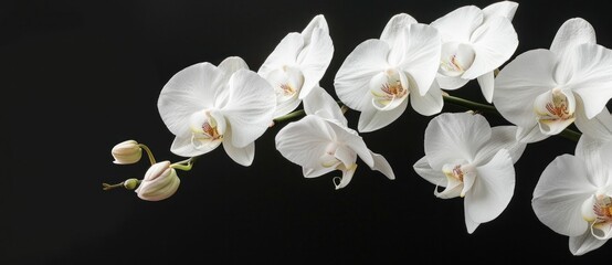 White orchids on a black background, showcasing elegance and beauty The delicate flowers bloom gracefully with soft petals and contrasting details, highlighting nature s artistry © SHOTPRIME STUDIO