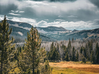 Fototapeta premium Colorado mountain and meadow wonder