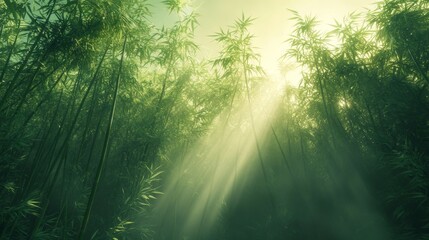 Obraz premium Sunlight Filtering Through a Dense Bamboo Forest