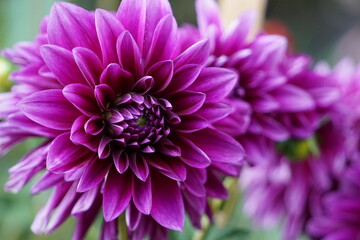 Dahlias in Bloom