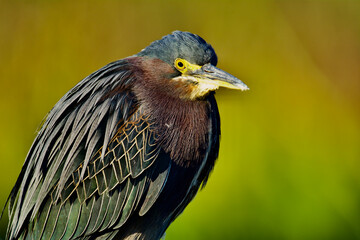 Green Heron portrait in the Green Cay Nature Center in Delray Beach Florida