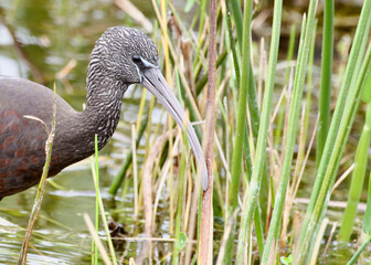 Limpkin,wadingthrough shallow waters of the wetlands of Green Cay Nature Center of Delray Beach Florida,seaching for insects 