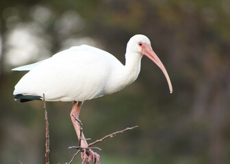 White Ibis are a common  sight in Delray Beach Florida, especially at Green Cay Nature Center