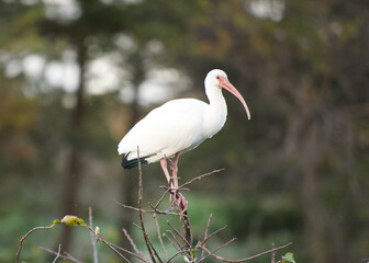 White Ibis are a common  sight in Delray Beach Florida, especially at Green Cay Nature Center