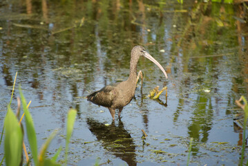 Limpkin wading through shallow waters of the wetlands of Green Cay Nature Center of Delray Beach Florida,seachingfor insects 