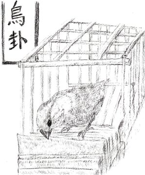 Illustration of fortune telling bird, Java finch in Taiwan