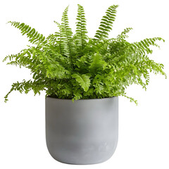 nephrolepis fern in a grey planter
