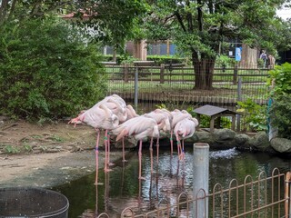 A group of flamingos gathering at the water's edge