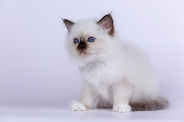 Sacred Birman kitten shocolate point color, birma Cat isolated on a white background, studio photo.