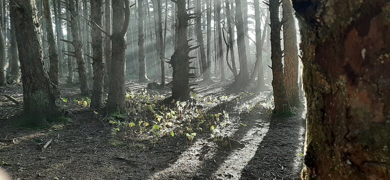Dark spooky forest