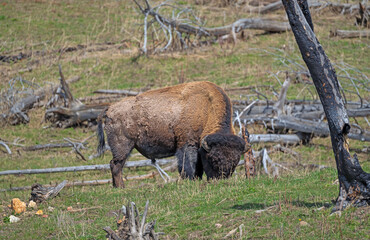 Bison Grazing in Recovering Forestland