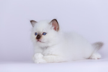 Sacred Birman kitten shocolate point color, birma Cat isolated on a white background, studio photo.