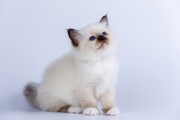Sacred Birman kitten shocolate point color, birma Cat isolated on a white background, studio photo