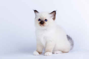 Sacred Birman kitten shocolate point color, birma Cat isolated on a white background, studio photo