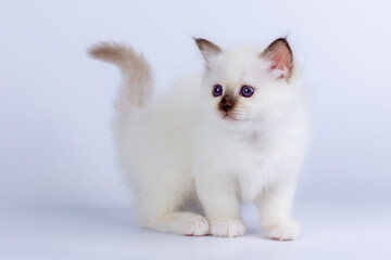 Sacred Birman kitten shocolate point color, birma Cat isolated on a white background, studio photo