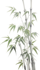 Fototapeta premium bamboo isolated on white background