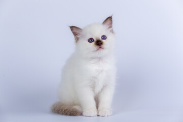 Sacred Birman kitten shocolate point color, birma Cat isolated on a white background, studio photo