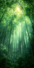Obraz premium Sunlight streams through a dense bamboo forest, creating a mystical and tranquil atmosphere.
