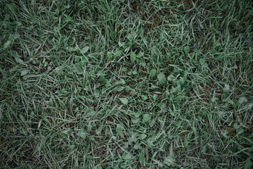 Green leaves realistic seamless background