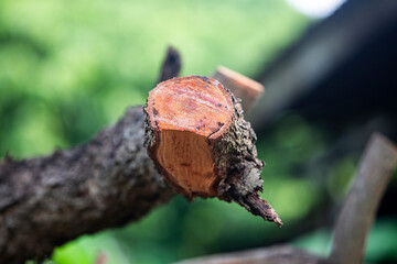 A piece of wood on a tree in the forest close-up