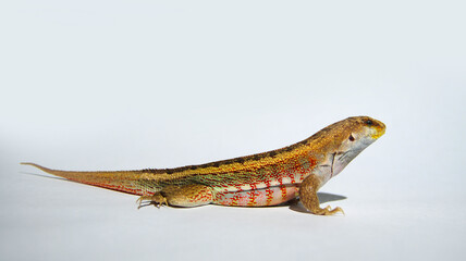 Hispaniolan Curlytail Lizard Male Isolated on White