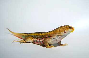 Hispaniolan Curlytail Lizard Male Isolated on White