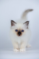Sacred Birman kitten shocolate point color, birma Cat isolated on a white background, studio photo