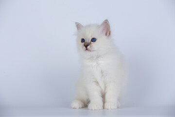 Sacred Birman kitten seal tabby point color, birma Cat isolated on a white background, studio photo