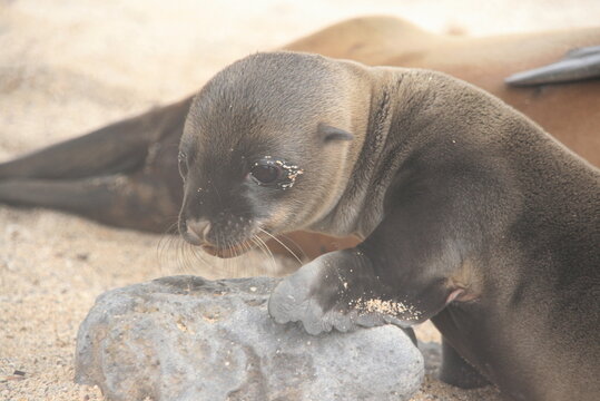 Seel&ouml;we - Baby - Galapagos