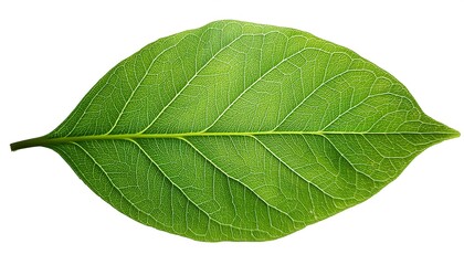 Obraz premium A close-up of a single, green leaf isolated on a white background shows its veins and fresh, natural texture