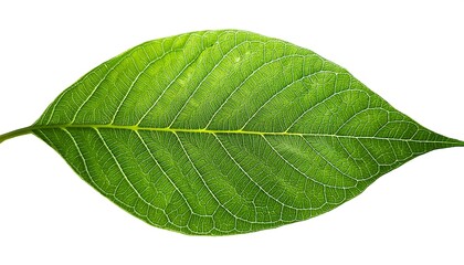 Fototapeta premium A close-up of a single, green leaf isolated on a white background shows its veins and fresh, natural texture