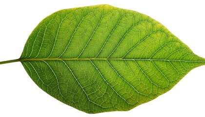 Obraz premium A close-up of a single, green leaf isolated on a white background shows its veins and fresh, natural texture
