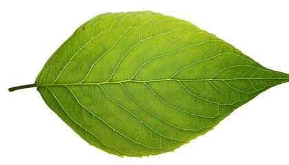 Obraz premium A close-up of a single, green leaf isolated on a white background shows its veins and fresh, natural texture
