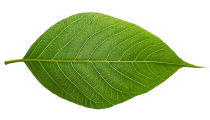 Obraz premium A close-up of a single, green leaf isolated on a white background shows its veins and fresh, natural texture