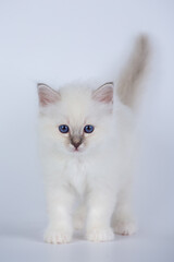 Sacred Birman kitten seal tabby point color, birma Cat isolated on a white background, studio photo