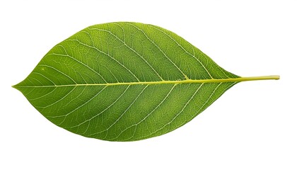Obraz premium A close-up of a single, green leaf isolated on a white background shows its veins and fresh, natural texture