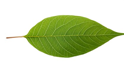 Obraz premium A close-up of a single, green leaf isolated on a white background shows its veins and fresh, natural texture