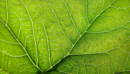Obraz premium Imagine an image of a close-up green leaf texture as the background, highlighting the intricate patterns and details The tags for this image are leaf, nature, plant, texture, pattern, macro, abstract,
