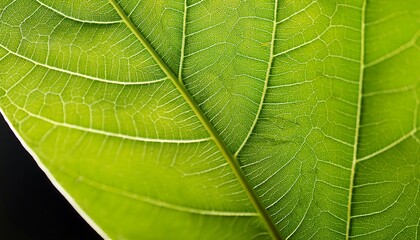 Imagine an image of a close-up green leaf texture as the background, highlighting the intricate patterns and details The tags for this image are leaf, nature, plant, texture, pattern, macro, abstract,