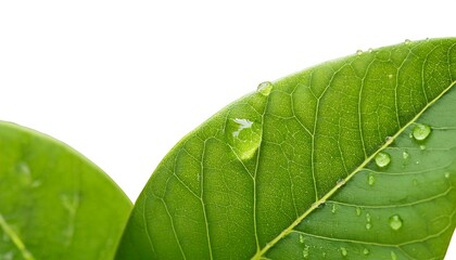 Obraz premium A close-up of a single, green leaf isolated on a white background shows its veins and fresh, natural texture