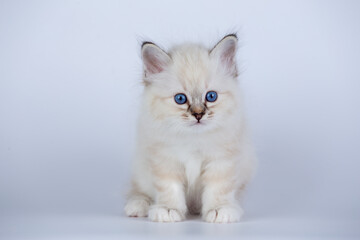 Sacred Birman kitten seal tabby point color, birma Cat isolated on a white background, studio photo