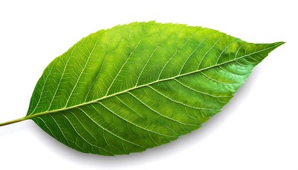 Obraz premium A close-up of a single, green leaf isolated on a white background shows its veins and fresh, natural texture