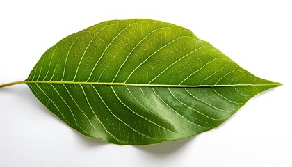 Obraz premium A close-up of a single, green leaf isolated on a white background shows its veins and fresh, natural texture