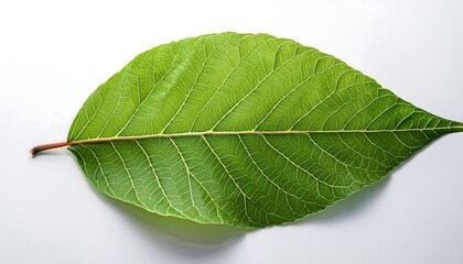 Obraz premium A close-up of a single, green leaf isolated on a white background shows its veins and fresh, natural texture