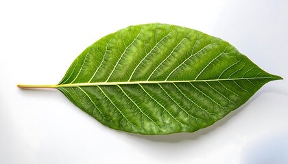 Obraz premium A close-up of a single, green leaf isolated on a white background shows its veins and fresh, natural texture