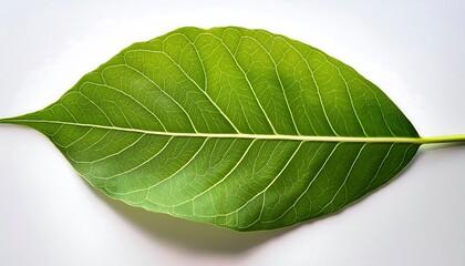 Obraz premium A close-up of a single, green leaf isolated on a white background shows its veins and fresh, natural texture
