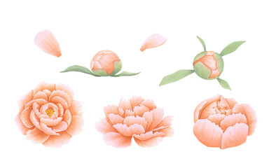 Set of peony flower bud and petals in orange, coral, peach color on isolated background. Hand drawn watercolor botanical illustration. Clip art for design, cards, labels, invitations, congratulations