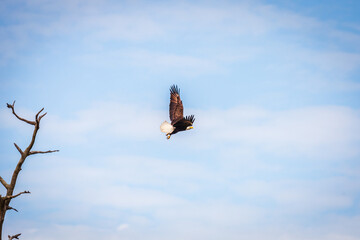 Bald eagle flying